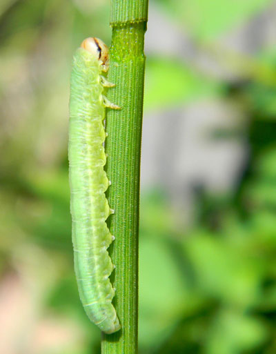 larva of Dolerus tejoniensis, feeding on stem of equisetum