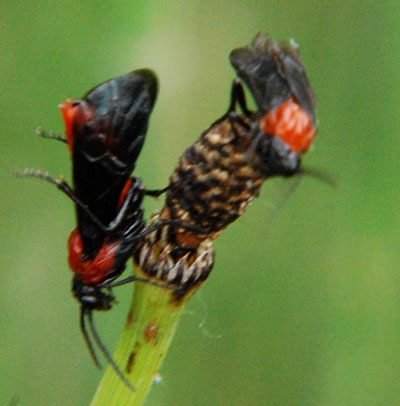 Dolerus tejoniensis photo © by Mike Plagens