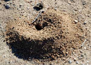 Dorymymex nest photo © Michael Plagens