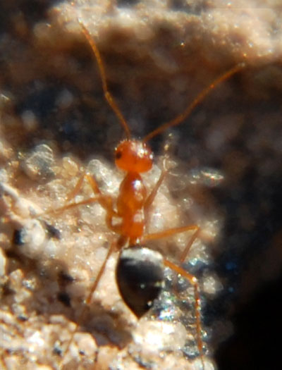 Dorymyrmex bicolor photo © by Mike Plagens