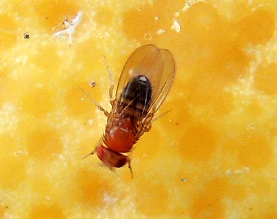 Vinegar fly, Drosophila melanogaster,  photo © by Mike Plagens
