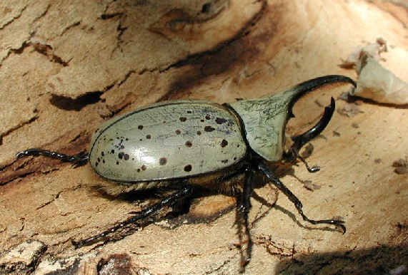 Dynastes grantii photo © by Mike Plagens