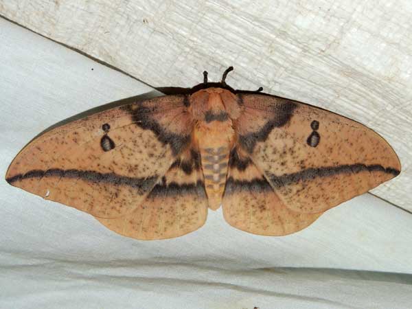 a Western Polyphemus, Antheraea oculea, photo © by M. Plagens