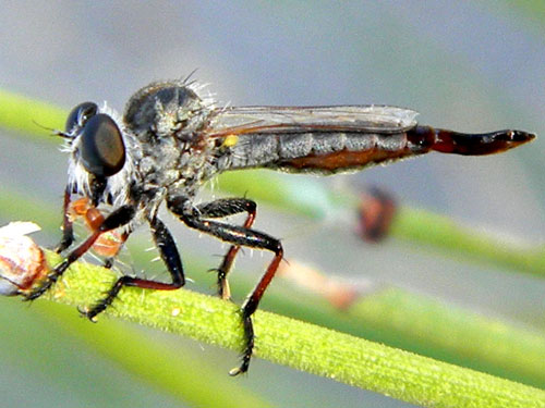 Efferia robber fly photo © by Mike Plagens