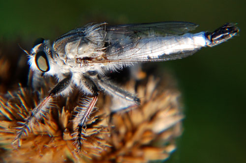 Efferia robber fly photo © by Mike Plagens