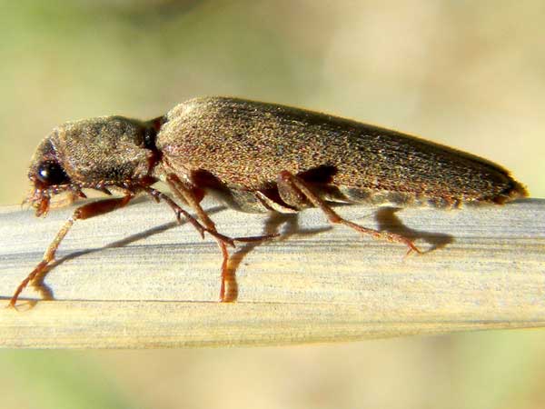 a large click beetle, Elateridae, possibly Aplastus, photo © by Mike Plagens