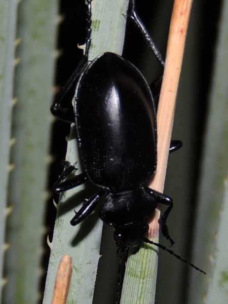 a large pinacate beetle, Tenebrionidae, Eleodes, photo © by Allan Ostling