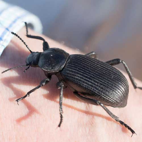 a large pinacate beetle, Tenebrionidae, Eleodes obscurus, photo © by Allan Ostling