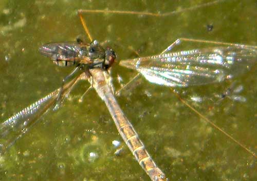 A Dance Fly, f. empididae, photo © by Mike Plagens