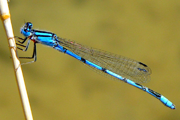 Familiar Bluet, Enallagma civile, photo © by Michael Plagens