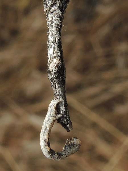 Moth larva, caterpillar, Geometridae, Ennominae, in Sonoran Desert photo © by Mike Plagens