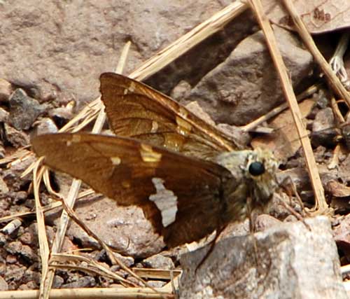 Silver-spotted Skipper, Epargyreus clarus, photo © by Mike Plagens