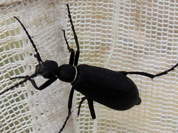 a black with white band blister beetle, Epicauta segmenta, photo © by Mike Plagens