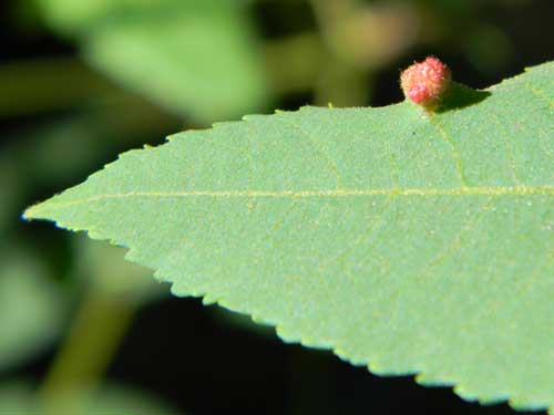 mite-caused leaf gall on Juglans major