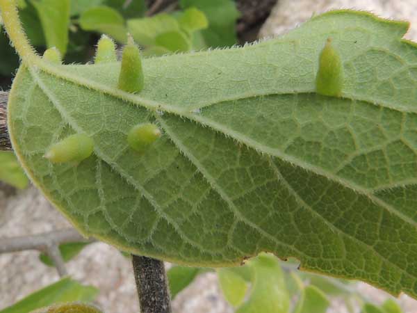 finger-like leaf gall on Celtis reticulata due to an Eriophyidae mite, possibly Aceria sp., photo © by Mike Plagens