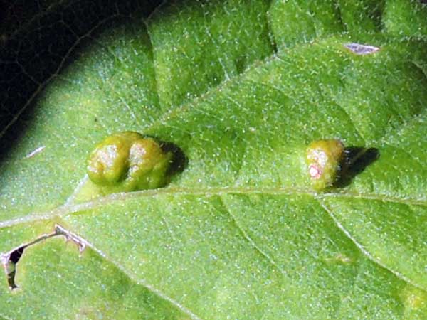 leaf galls on Acer negundo due to an Eriophyidae mite, photo © by Mike Plagens
