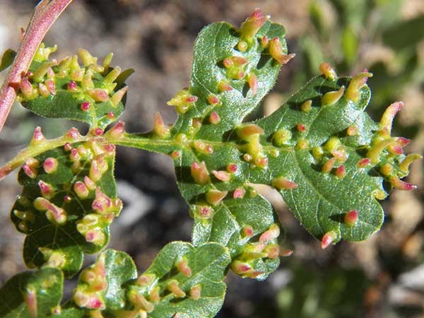 leaf galls on Rhus trilobata due to an Eriophyidae mite, photo © by Mike Plagens