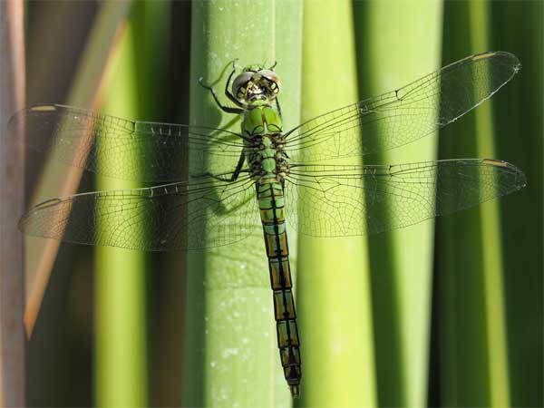 Western Pondhawk photo © by Allan Ostling