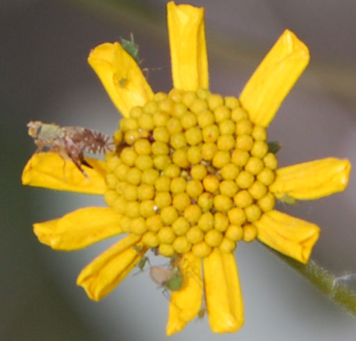 Euaresta fly resting on Encelia inflorescence.