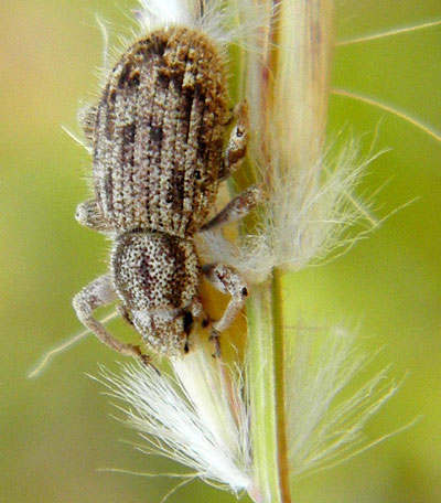 Eucyllus saesariatus photo © by Mike Plagens