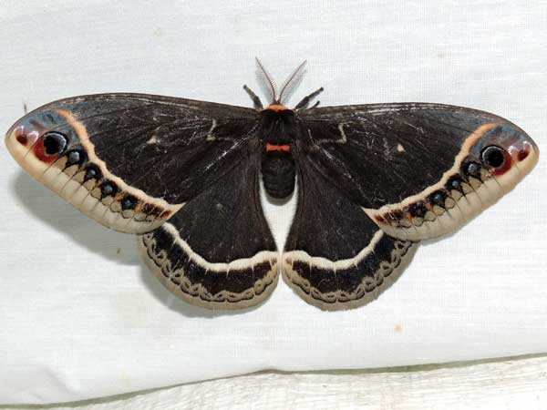 a silk moth, Eupackardia calleta, photo © by M. Plagens