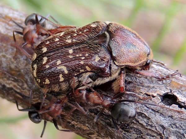 a scarab beetle, Scarabaeidae, Euphoria leucographa, photo © by Mike Plagens