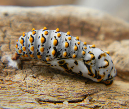 a chrysalis of the variable checkerspot, Euphydryas chalcedona, from the Arizona Desert north of Peoria, photo © by Mike Plagens