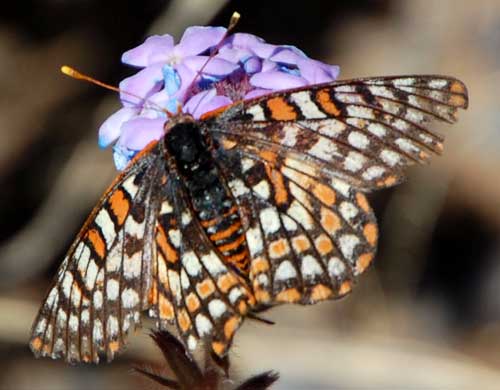 a variable checkerspot butterfly, Euphydryas chalcedona, from the Arizona Desert north of Carefree, photo © by Mike Plagens