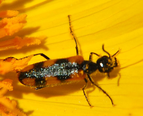 Elegant Blister Beetle, Eupompha elegans, photo by Michael Plagens