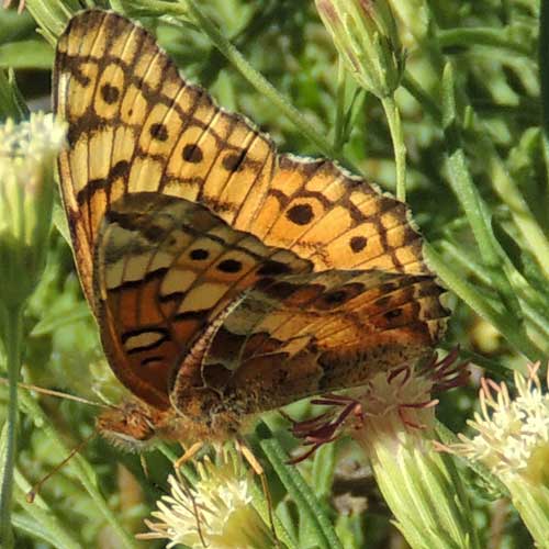 Euptoieta claudia photo © by Michael Plagens