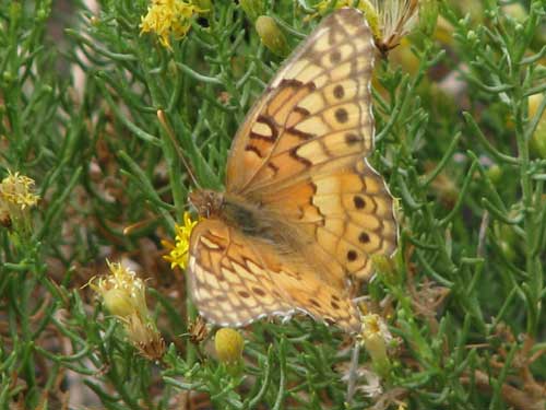 Euptoieta claudia photo © by Laurie Nessel