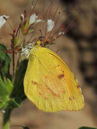 Sleepy Orange Sulfur Butterfly