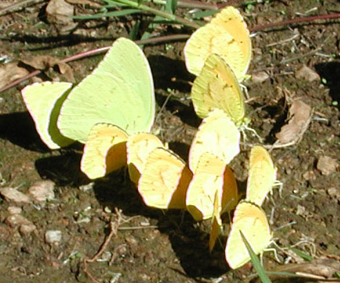 Puddling Butterlies Photo © by Mike Plagens