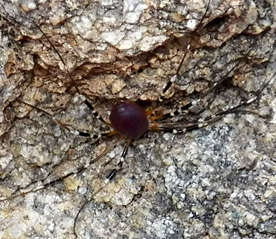 a harvestman from the Sonoran Desert photo © by Mike Plagens