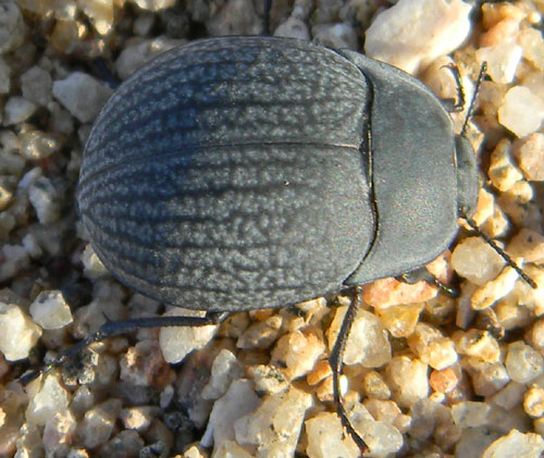 A ground dwelling beetle, Eusattus, photo © by Mike Plagens