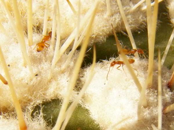 Forelius pruinosus on growing tip of saguaro cactus photo © by Michael Plagens