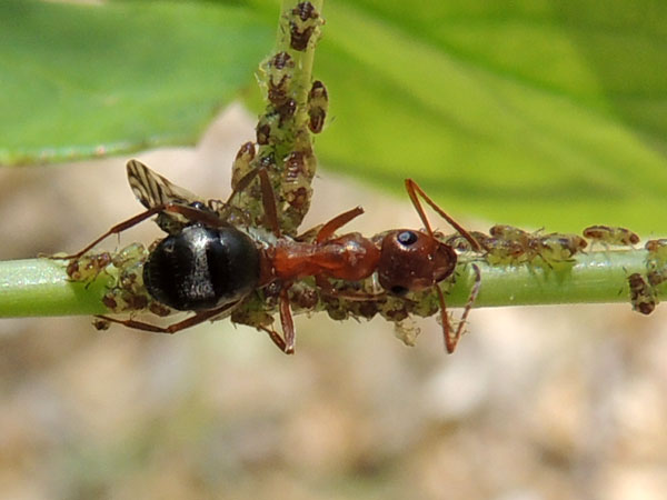 Wood Ant, Formica, possibly perpilosa, photo © by Mike P{lagens