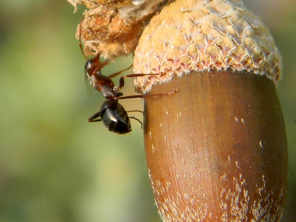 A wood ant, Formica, patrols an acorn on shrub live oak, photo © by Mike Plagens