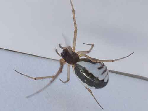 Bowl and Doily Spider, Frontinella communis, Arizona, photo © by Mike Plagens