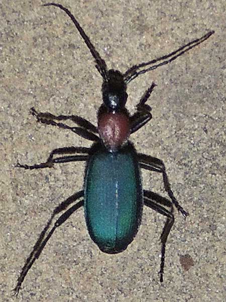 Carabidae:Galerita photo © by Mike Plagens