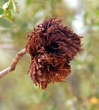 Insect gall caused by Asphondylia midge on Larrea tridentata photo © by Michael Plagens