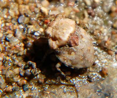 Toad Bug, Gelastocoris oculatus, photo © by Mike Plagens