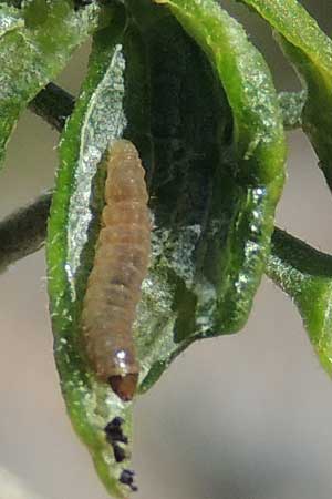 moth larva from inside a bud of Ericameria laricifolia in Sonoran Desert photo © by Mike Plagens