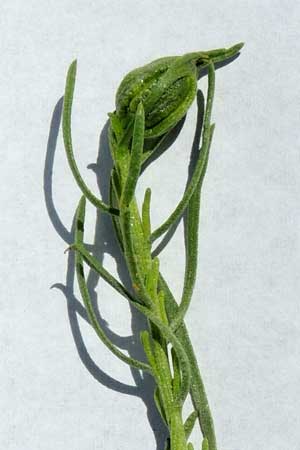 enlarged bud of Ericameria laricifolia with moth larva inside in Sonoran Desert photo © by Mike Plagens