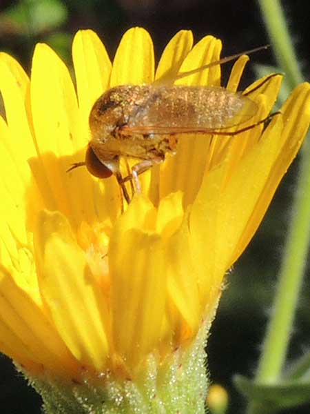 a bee fly, Geron sp.,  photo © by Mike Plagens