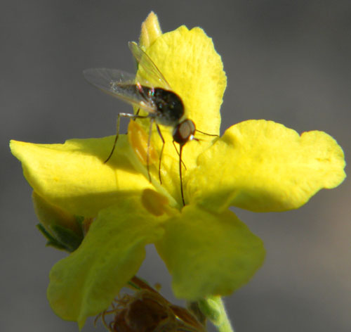 a bee fly, Geron sp.,  photo © by Mike Plagens