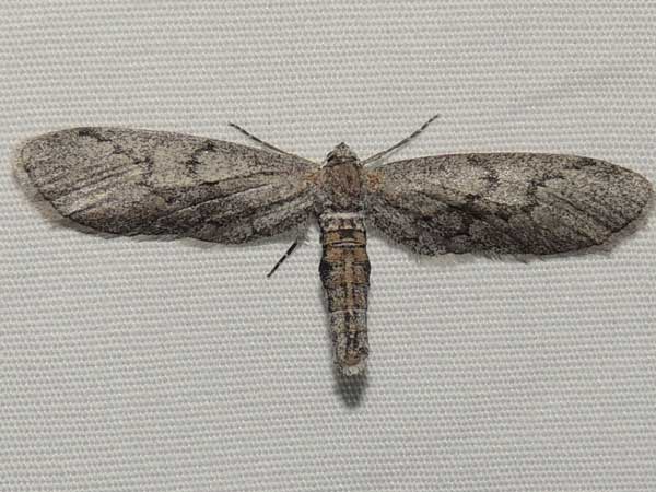 a small moth, Glaucina, from Aguila in the Sonoran Desert photo © by Mike Plagens