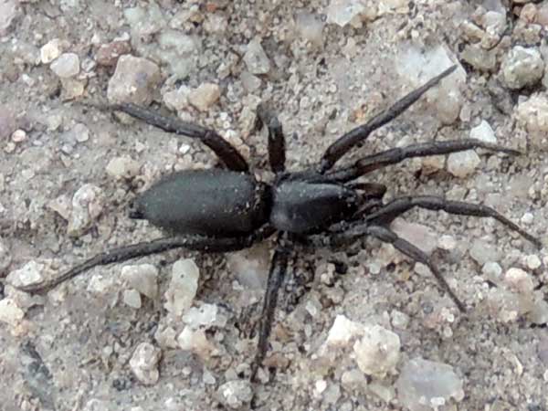 a ground spider, Zelotes, Gnaphosidae, from Arizona, photo © by Mike Plagens