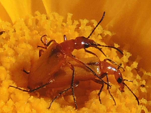 a Meloidae Beetle, Gnathium, photo © by Michael Plagens