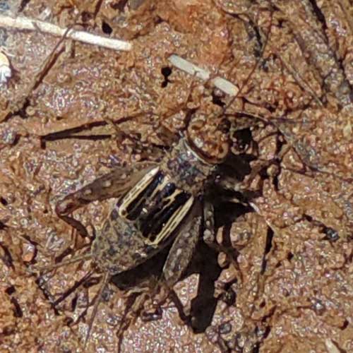 a ground cricket, Neonemobius, from southeast Yavapai Co., Arizona photo © by Mike Plagens